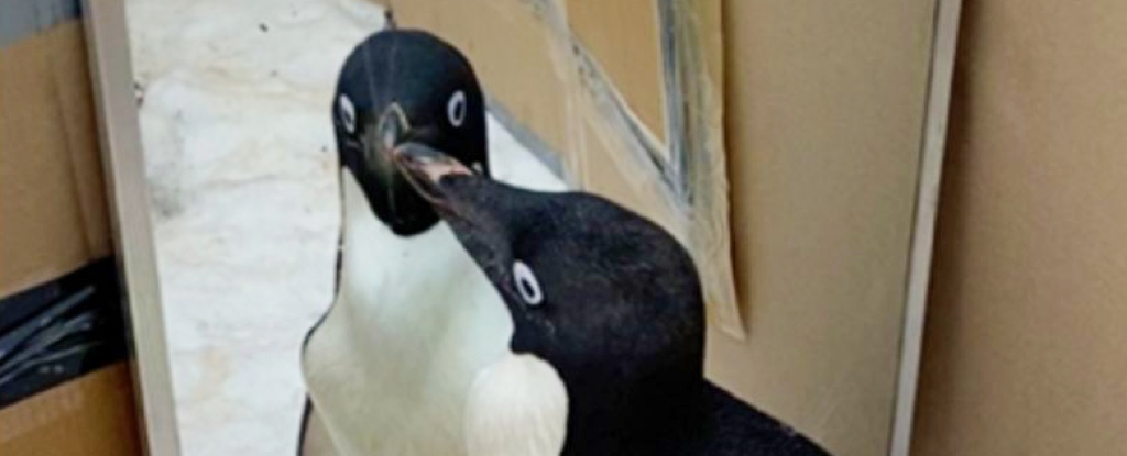Scientists Gave Penguins a Mirror, And We Have Lots of Questions : ScienceAlert Scientists Gave Penguins a Mirror, And We Have Lots of Questions : ScienceAlert