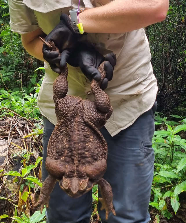 A person holds a large cane toad by its hind legs.