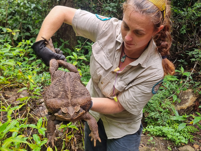 A person holds a huge cane toad from under its belly.