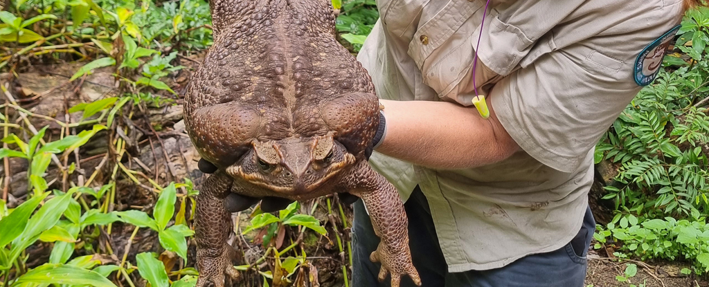 A person holds a giant cane toad by its stomach.