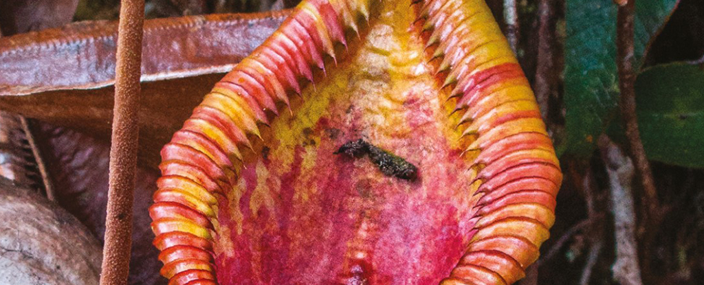 Esta especie de planta carnívora evolucionó hasta convertirse en un inodoro y ahora está triunfando en la vida : Heaven32