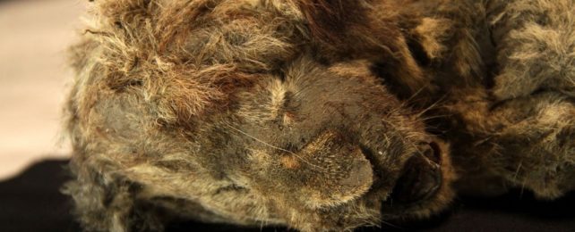 Preserved Cave Lion Cub