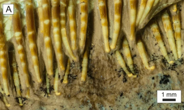 Multiple rows of long hooked fossilized teeth in stone