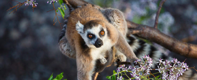 Ring-tailed lemur sitting in tree branch with flowers, looking skyward