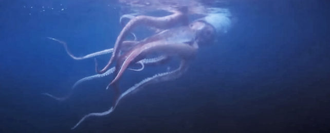 Large pinkish squid with long wavy tentacles in dark blue water