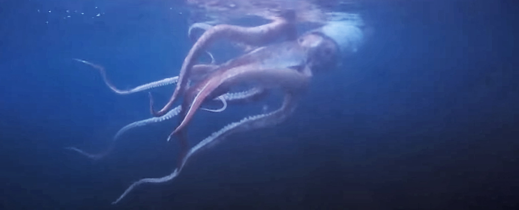 Pareja captura imágenes raras de un calamar gigante nadando en la costa de Japón : Heaven32