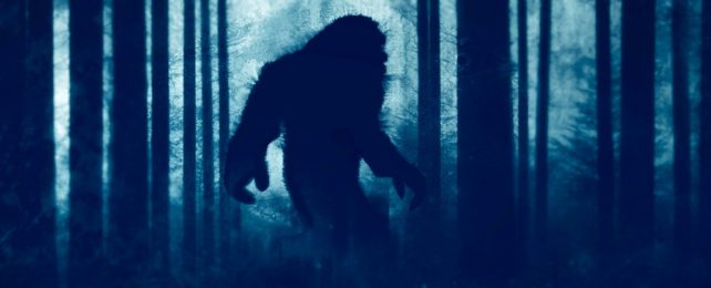 Shadowed Bigfoot In Forest