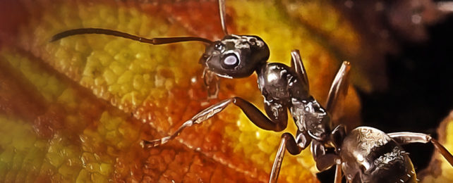 Close up of dark brown ant on yellow leaves