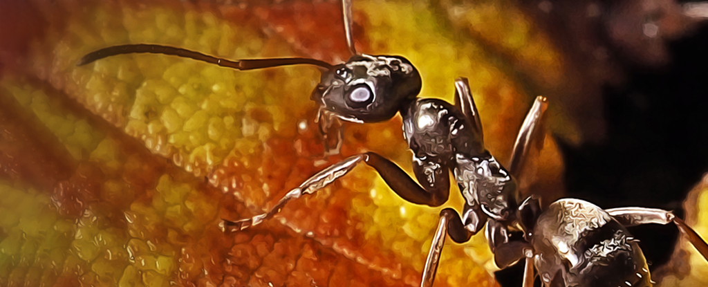 Close up of dark brown ant on yellow leaves