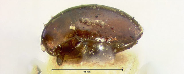 A small brown blob with insect legs.