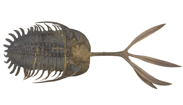 Walliserops trifurcatus fossil