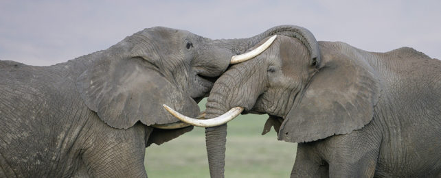 African elephants