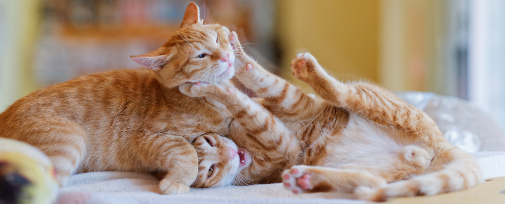 Are Your Cats Playing or Fighting? Researchers Think They Can Tell The Difference : ScienceAlert