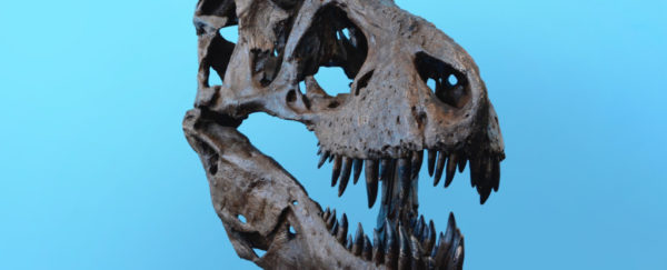 T. Rex Was a Lot Brainier Than We Thought, Researcher Claims : ScienceAlert