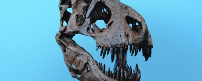 T. rex skull on blue background