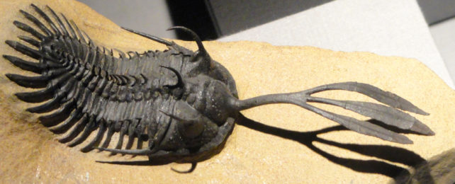 a fossil of a trilobite with three prongs jutting from its head