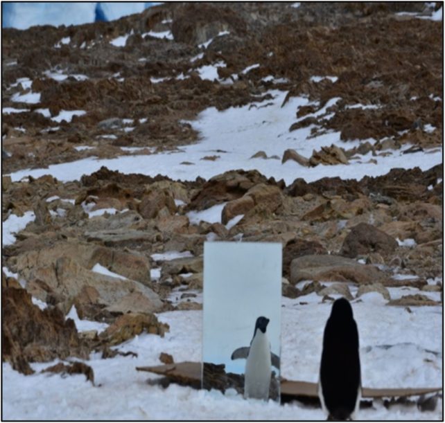 Wild penguin in snow field looking at itself in mirror