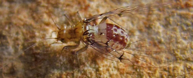 a winged fly like creature on rock