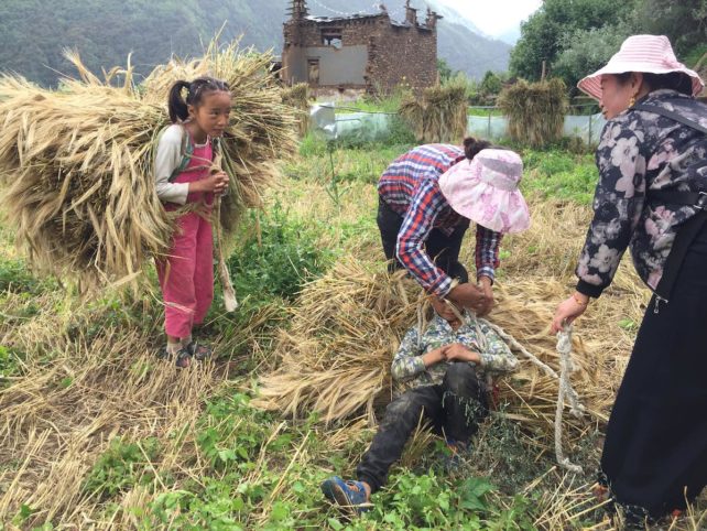 Two women and a boy and girl working in a grain field