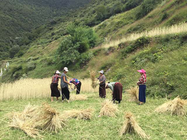 Seis mujeres trabajando en un campo de cereales