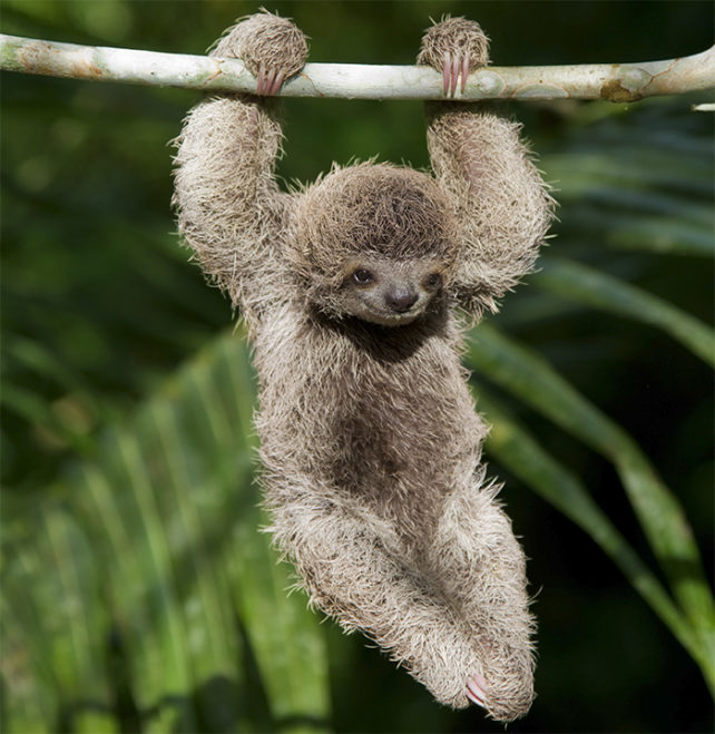 Young three toed sloth dangling from a branch