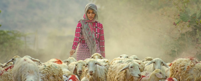 Young women in pink herding sheep in dusty landscape