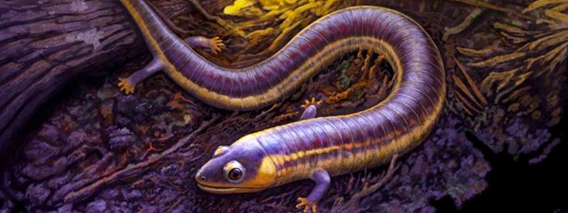 El fósil del ‘gusano funky’ ayuda a explicar los orígenes misteriosos de los anfibios : Heaven32