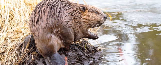 beaver on the banks of a waterway