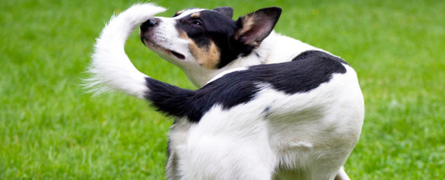 brown and white dog in a grassy field sniffing its own tail