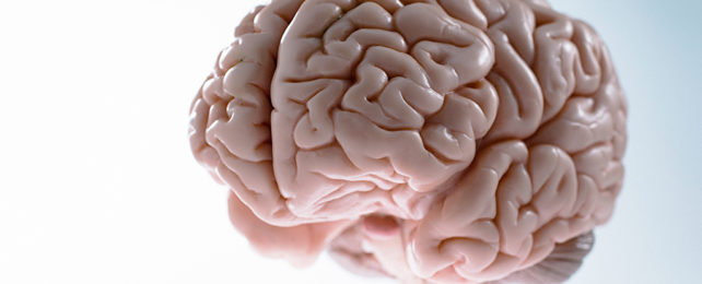 pink brain on a pale blue and whit background