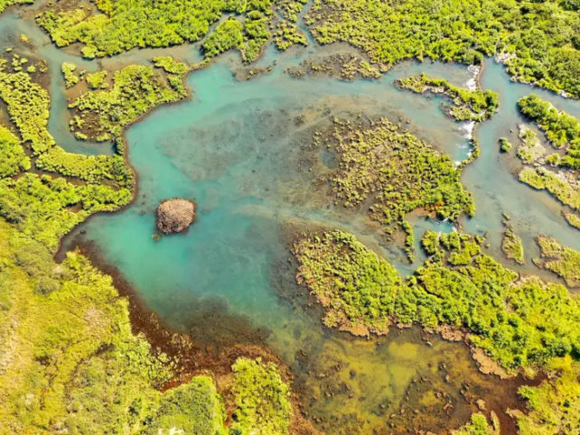 pond surrounded by green vegetation