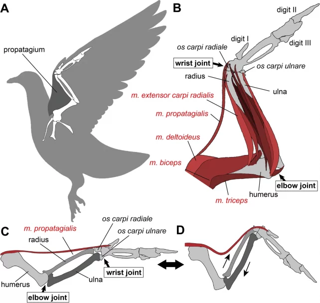 Avian Flying Muscles