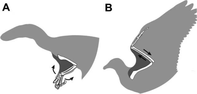 Propatagium Evolution