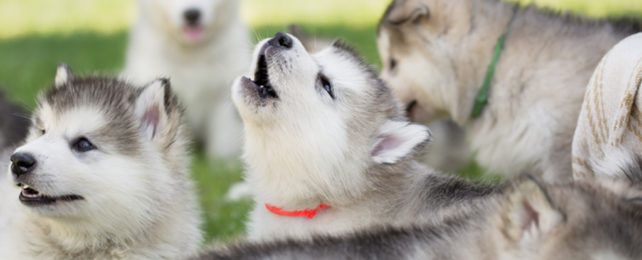 Wolf like puppies with central one howling