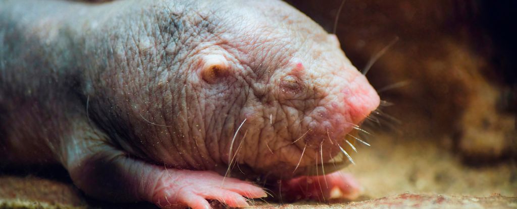 The Secret to The Naked Mole-Rat's Unique Fertility Has Finally Been  Revealed : ScienceAlert