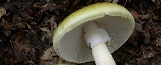 Amanita phalloides