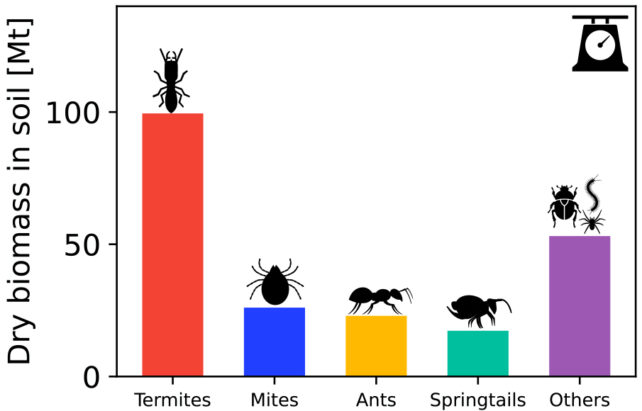 Termitlerin diğer toprak eklembacaklılarından daha fazla biyokütleye sahip olduğunu gösteren çubuk grafik