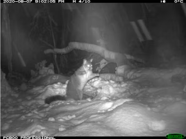A brushtail possum standing next to a kangaroo carcass in the snow.