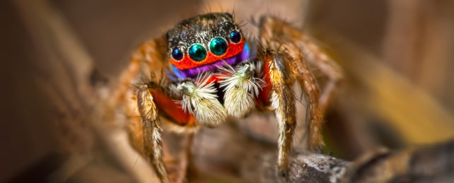 Cute colourful jumping spider with red and purple accents and teal eyeshine on branch