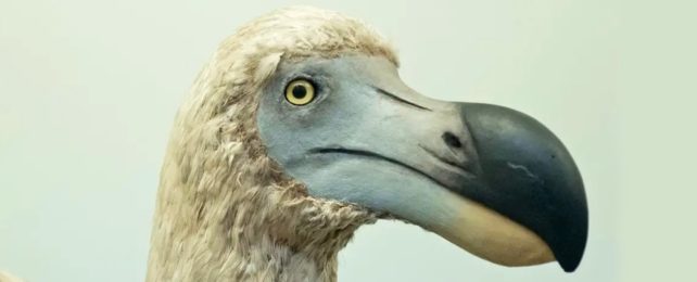 Dodo Face Close Up