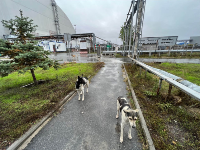 Two stray dogs standing on road outside Chernobyl power plant.