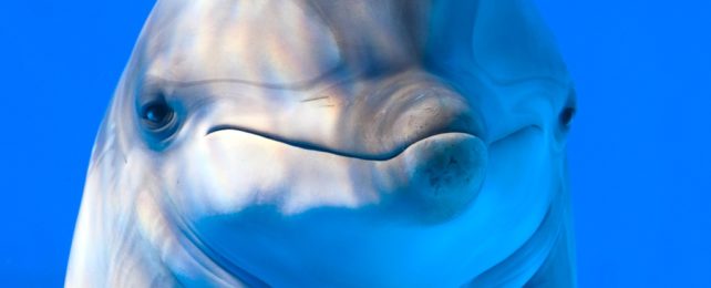 An Incredible Thing Happens When Dolphins And Humans Team Up