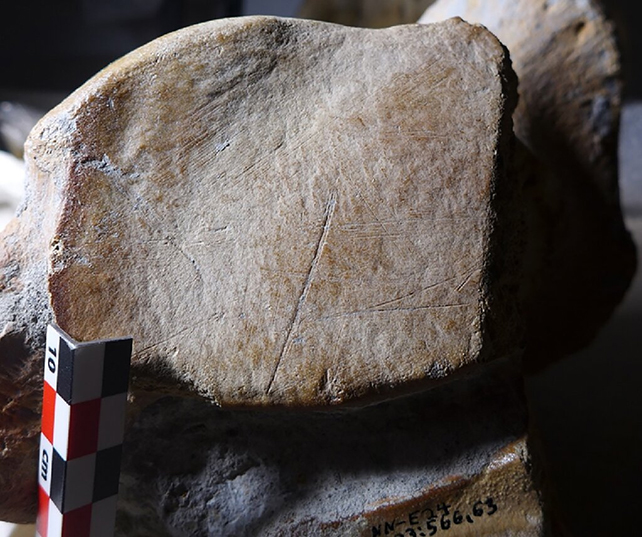 Cut marks on an elephant heel bone