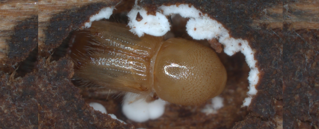 Creepy Study Shows How Fungi Lure Tree-Killing Beetles to Their Next Prey