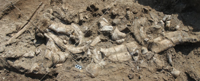 Collection of bones and artifacts in excavation pit in Kenya.