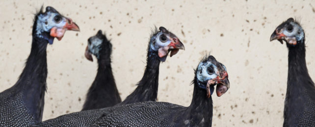Five guineafowls in front of a dark flecked cream wall