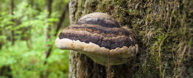 Fomes fomentarius fungus