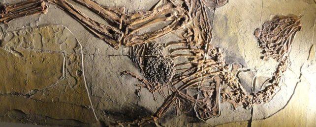 How Did Birds Get Wings? We May Have Found The 'Missing Link' in Dinosaur Fossils