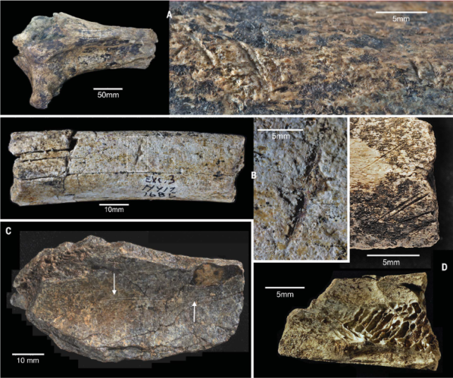 Bone fragments showing cut marks from sharp tools.