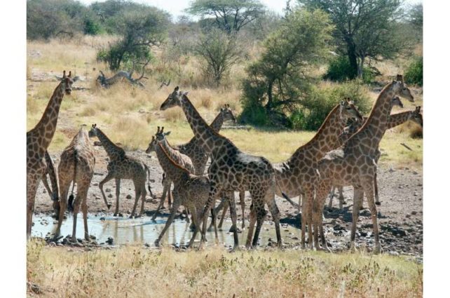 Bir su birikintisinde toplanan zürafa grubu